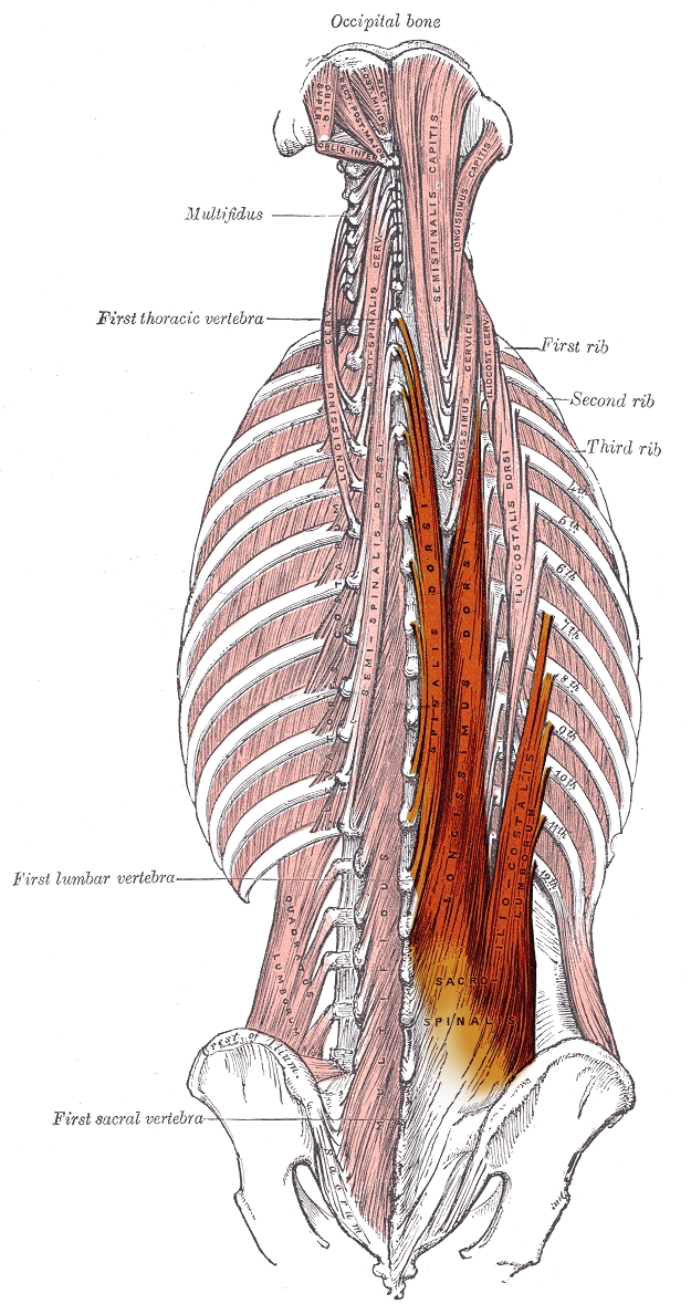 The erector spinae muscles